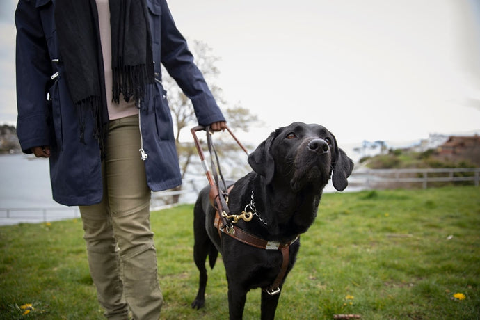 Supporting the Health of Working Dogs with Natural Supplements