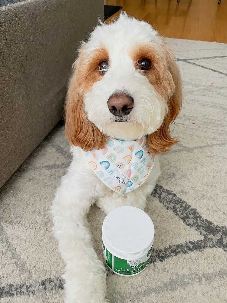 Adorable fluffy dog wearing a rainbow-patterned bandana sitting on a rug beside a Pawlife Pets supplement container.