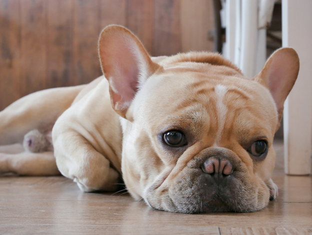Sad French Bulldog resting on the floor, showing early signs of fatigue that may indicate heartworm or low energy in dogs.