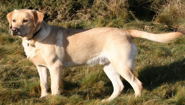 Labrador Retriever standing outdoors on grassy terrain, representing America’s most popular dog breed