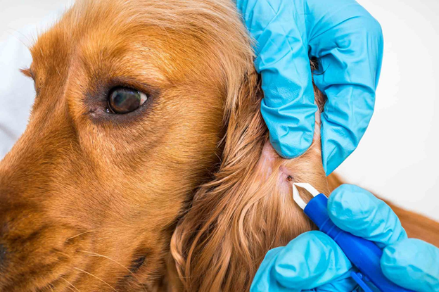 Overview of Lyme Disease in Dogs