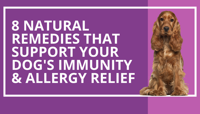 Eight Natural Remedies that Support Your Dog's Immunity & Allergy Relief