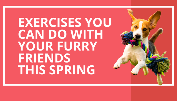 Spring into Action: Fun Exercises to Enjoy with Your Dog