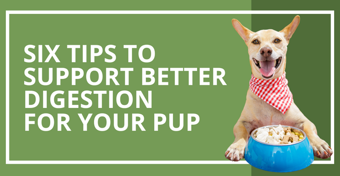 Tips To Support Better Digestion For Your Pup