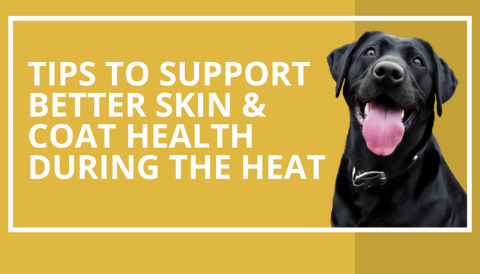 Tips to Support Better Skin and Coat Health for Your Pup During the Heat of Summer