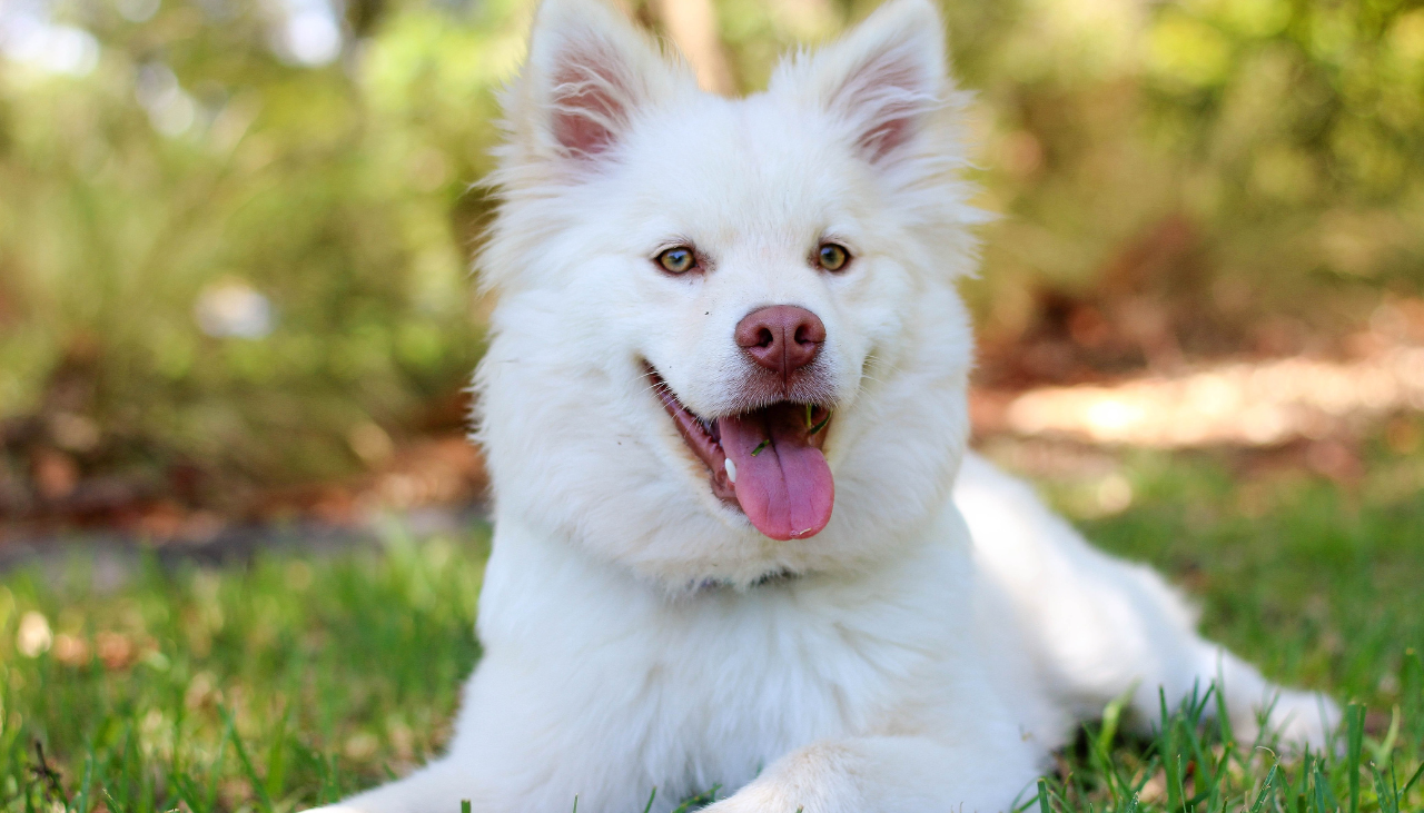 Seven Ways To Calm an Anxious Dog