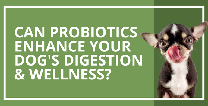 Enhancing Your Dog's Digestion and Wellness with Probiotics