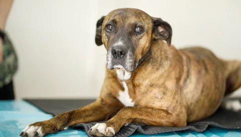 Older dog with mobility issue, dog with mobility issues, dog mobility supplement, dog hip supplement, dog joint supplement