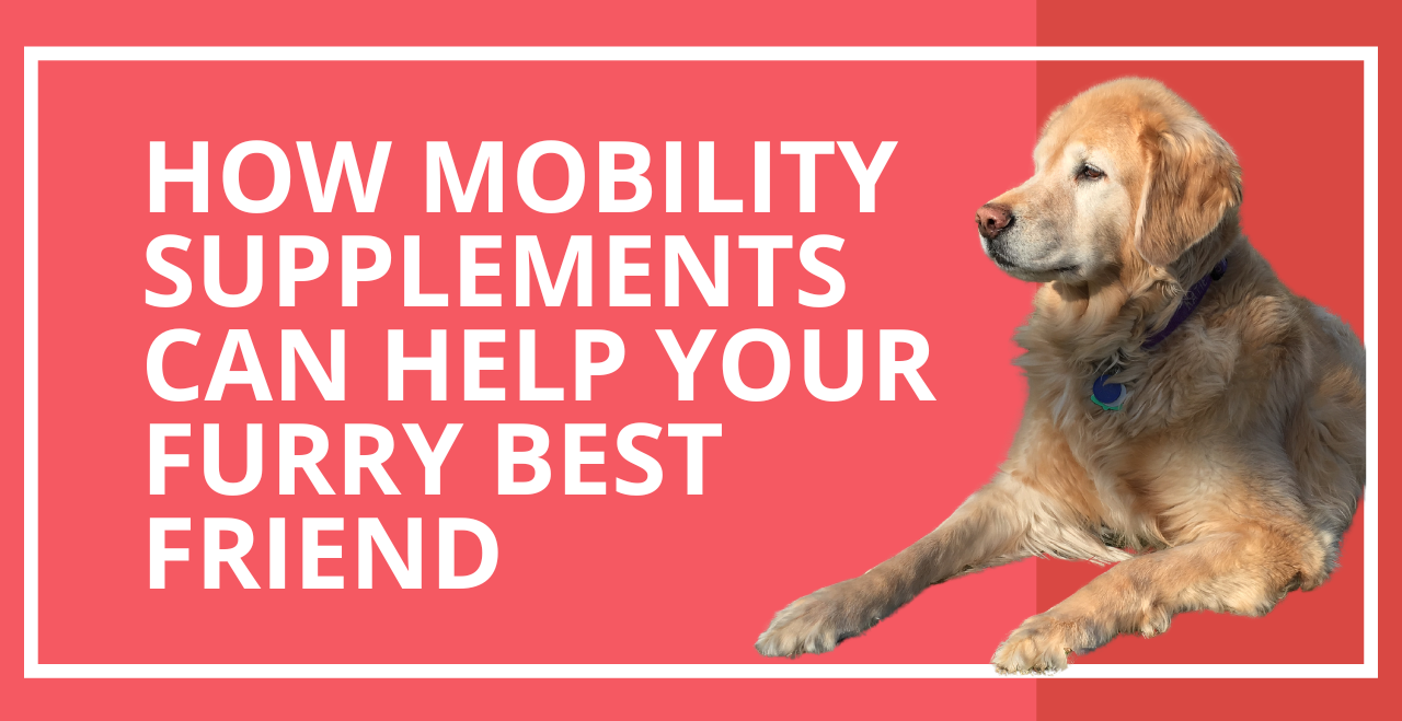 How to Recognize When Your Dog Needs a Mobility Supplement & How It Can Help
