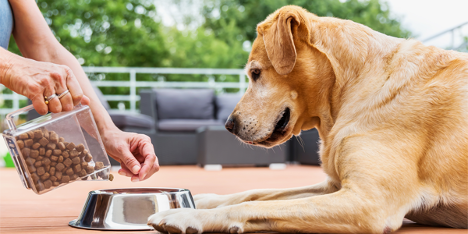 Golden retriever eating kibble from a bowl while owner pours food outdoors