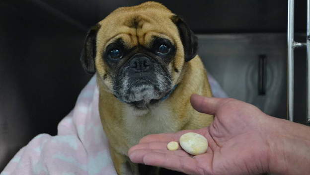 pug dog, sad pug face, dog medication, giving pills to dog, vet visit, dog health care, dog treatment, concerned pet, veterinary clinic, sick dog, canine wellness, pet recovery, small breed dog, pawlife pets