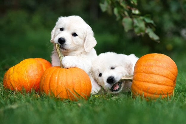 Dogs playing with pumpkins, Dogs with Pumpkins, Pumpkin benefits for dogs, pumpkin treats