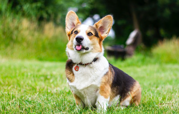 Corgi sitting on green grass in a backyard on a sunny day