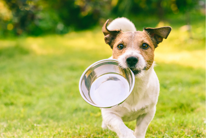 The Importance of Digestive Health in Dogs: How Pro Pup Can Help