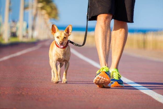 Small tan dog walking beside owner on a leash during outdoor puppy training