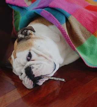 Bulldog resting under a colorful blanket while feeling unwell, symbolizing prevention of zoonotic diseases in dogs