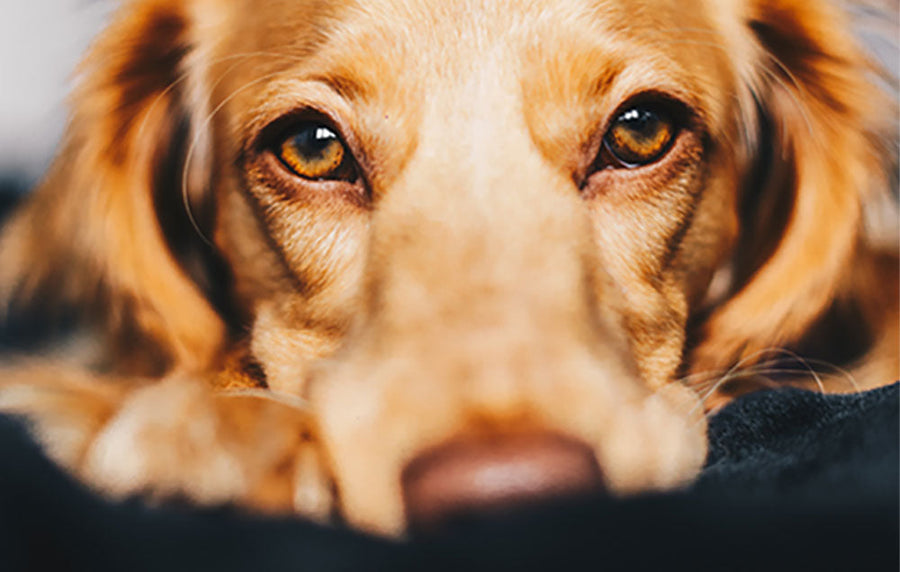 dog staring at you