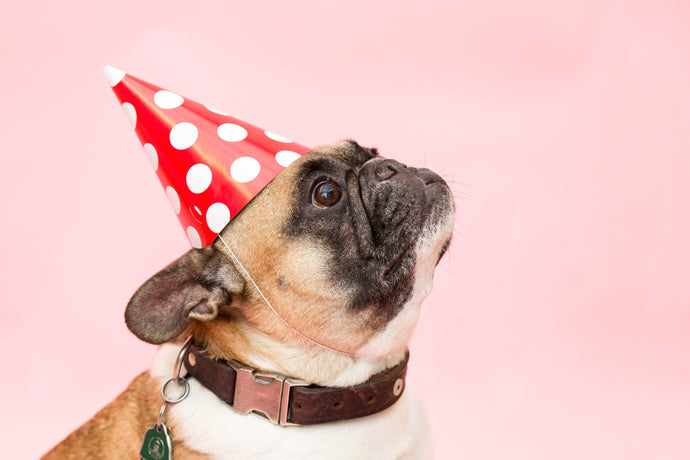 How to Have a Pet-Friendly Birthday Party