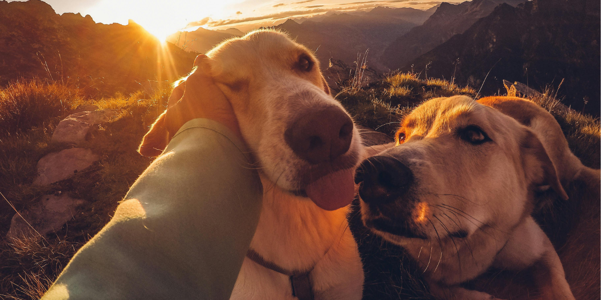 A relaxed dog resting comfortably on a soft blanket, representing calm behavior and joint comfort support.