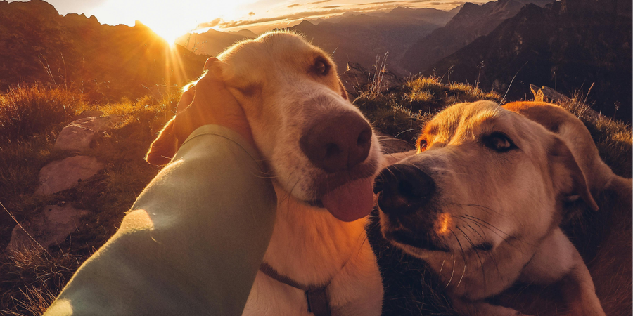 A relaxed dog resting comfortably on a soft blanket, representing calm behavior and joint comfort support.