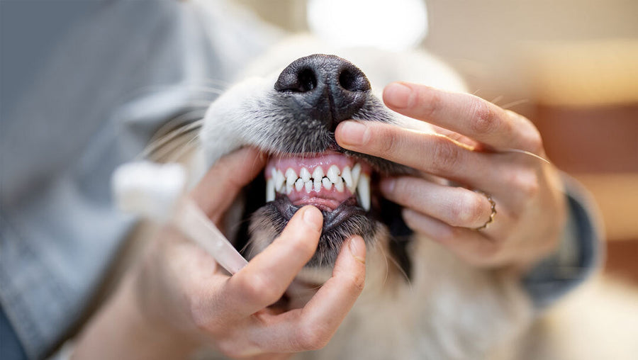 Pawlife Dental