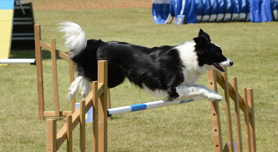 Active Adventures: Fun Fitness Routines to Keep Your Dog Energetic and Engaged