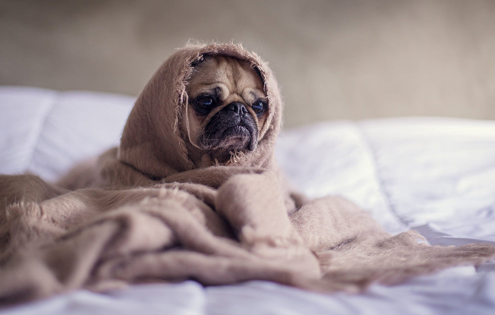 Pug wrapped in a cozy blanket while resting on a bed