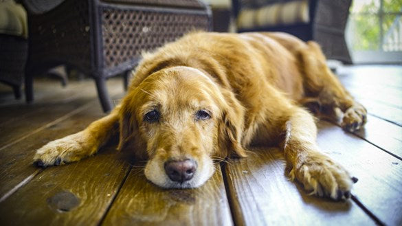 Senior golden dog lying on a wooden floor showing signs of joint stiffness and fatigue