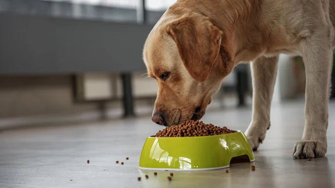 The Importance of Your Dog’s Digestive Health