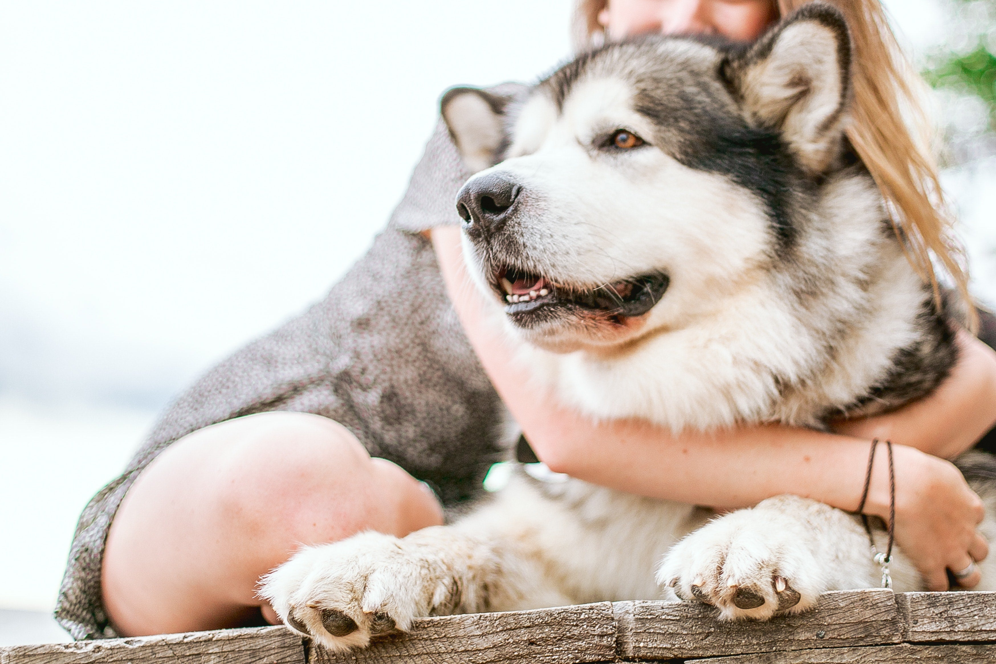 To shave or not to shave… dogs with a double coat