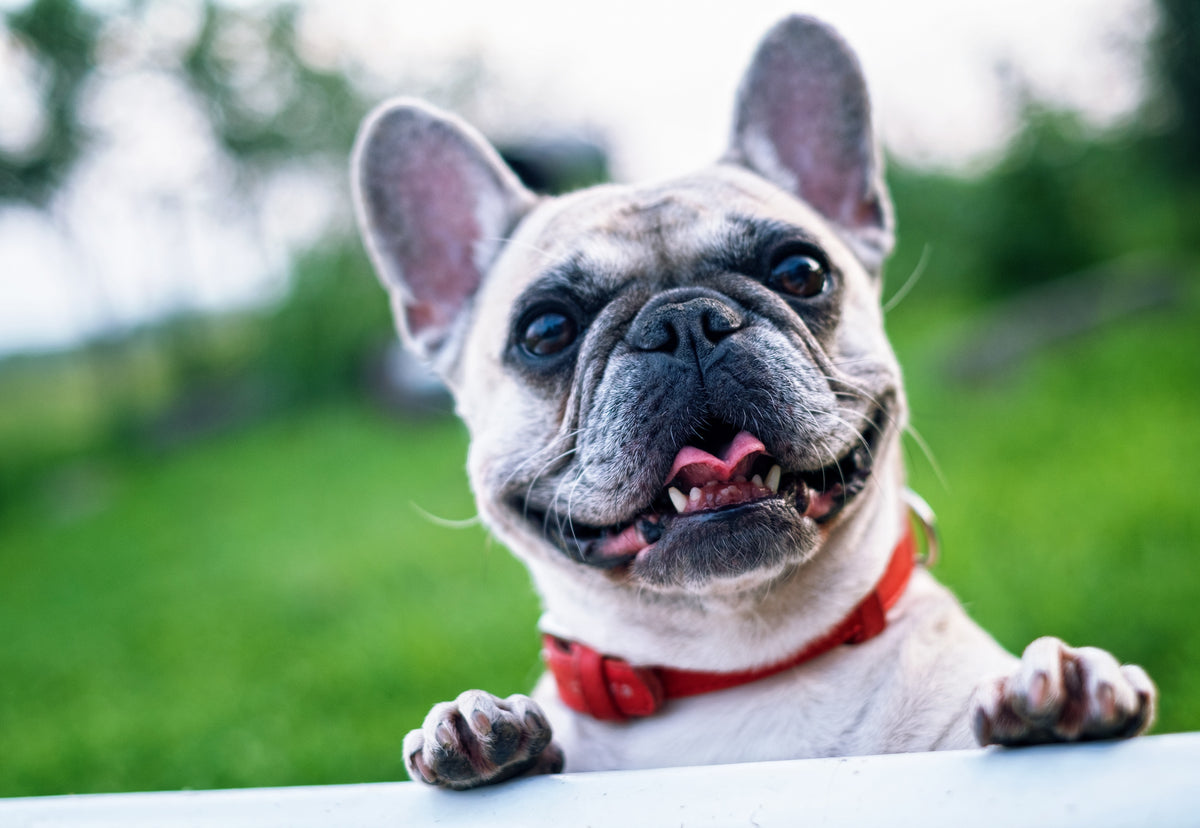 Five Common Natural Supplements of Your Dog