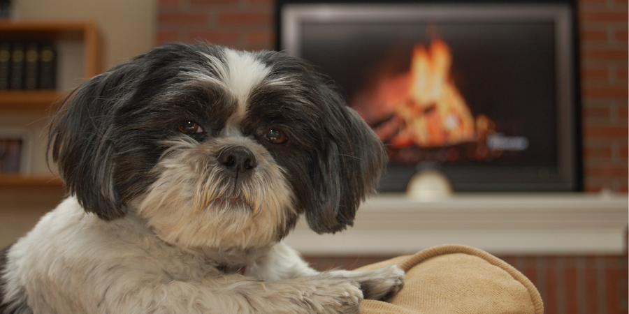 Dog resting safely near a fireplace in a cozy winter living room