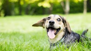 Happy dog lying in green grass with tongue out on a sunny day