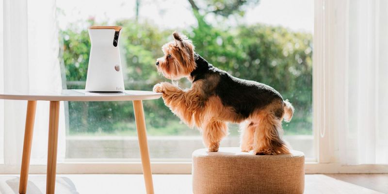 Small Yorkie standing on a round stool reaching toward an automatic pet feeder on a table in a bright living room.