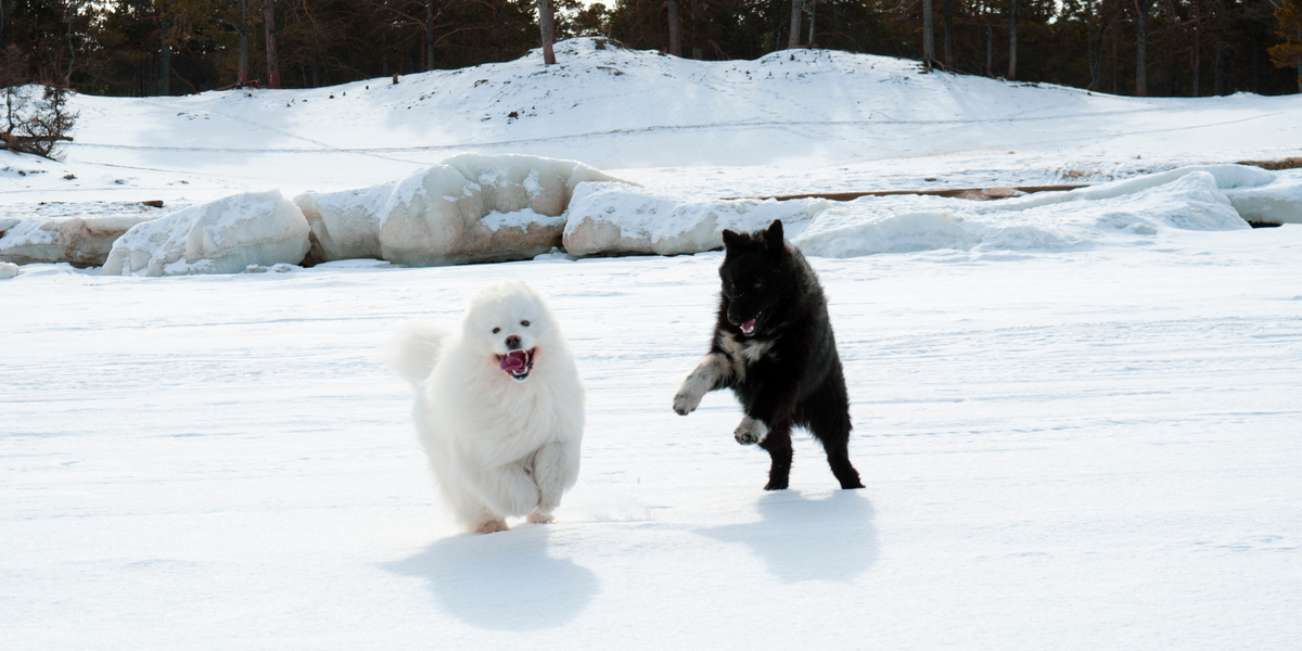 dogs running in snow, happy dogs in the winter, cold weather mistakes dog owners make