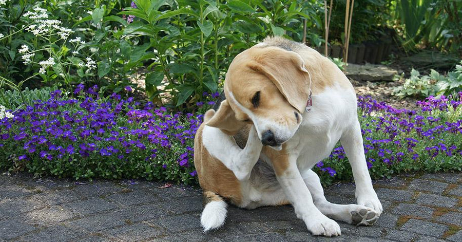 Dog scratching itself, Dog scratching an itch, dog scratching itself outside