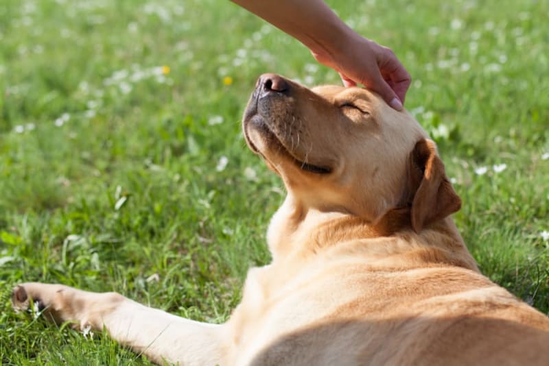 Golden Labrador enjoying a gentle head scratch in the grass, representing a happy, healthy pet supported by Pawlife wellness supplements.
