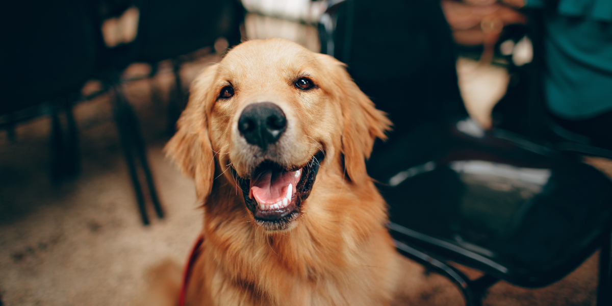 golden retriever, happy dog, smiling pet, friendly golden retriever, cheerful canine, loyal companion, dog happiness, joyful pet, golden fur dog, healthy dog, pet wellness, outdoor dog photo, family dog, pawlife pets