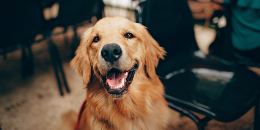 golden retriever, happy dog, smiling pet, friendly golden retriever, cheerful canine, loyal companion, dog happiness, joyful pet, golden fur dog, healthy dog, pet wellness, outdoor dog photo, family dog, pawlife pets