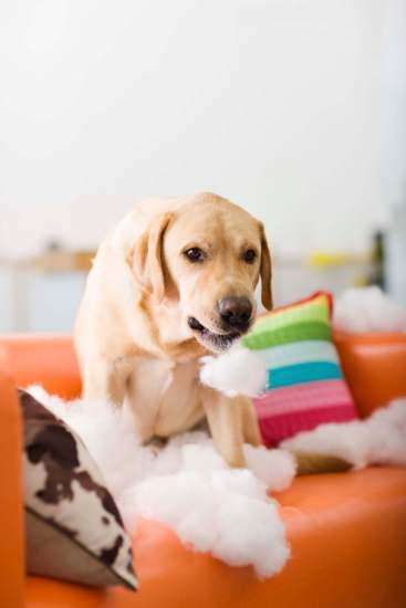 Dog sitting on an orange couch surrounded by shredded pillow stuffing after chewing