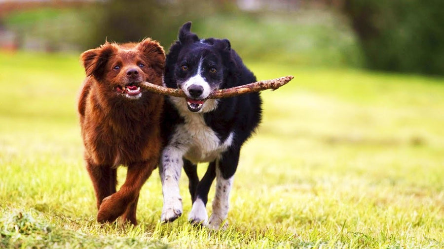 Two happy dogs running together while carrying the same stick across a grassy field