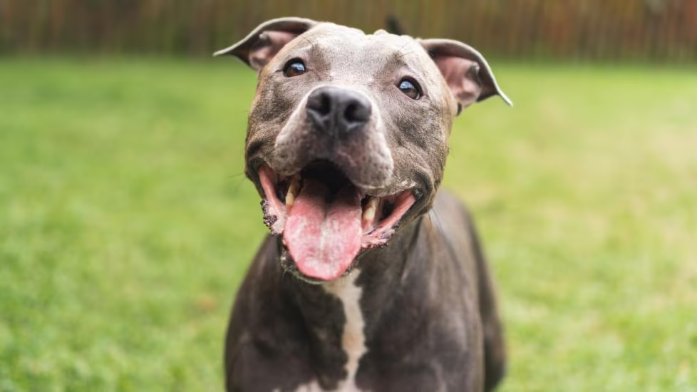 Top Ten Benefits of Giving Your Dog An Omega Supplement