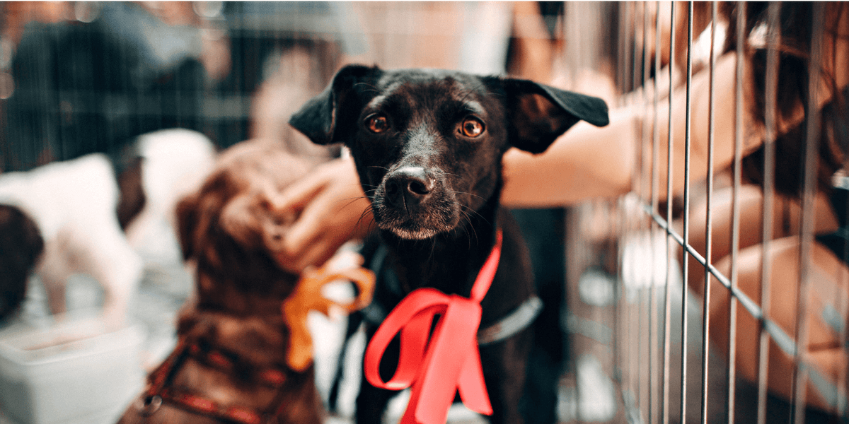 rescuing a dog from the shelter