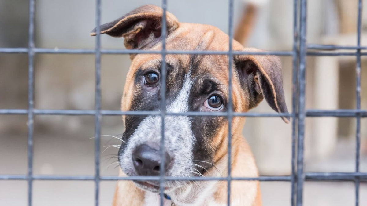 Brown and white shelter dog looking through kennel bars with hopeful eyes