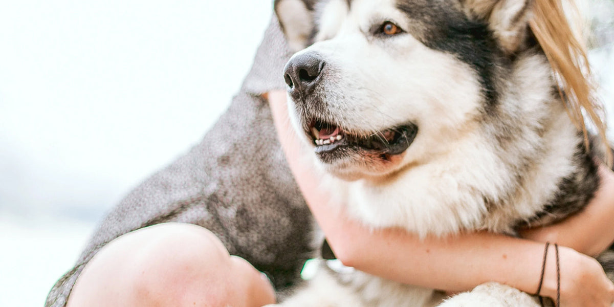  Omega Fatty Acids Matter for Your Pet's Health