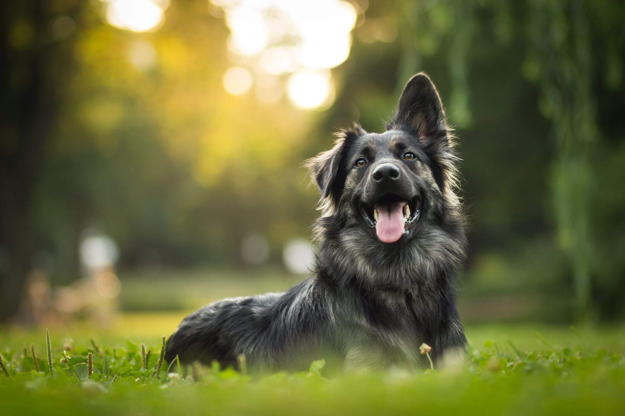 Enhancing Your Dog's Wellness: The Power of Multivitamins
