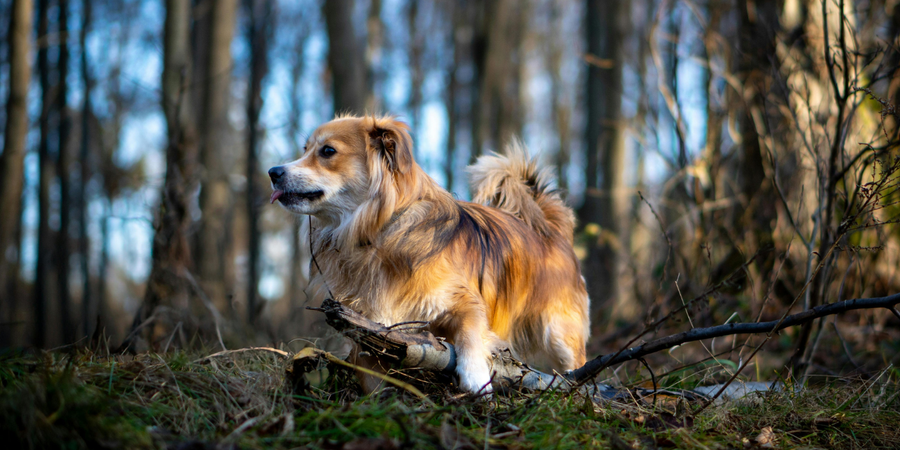 Wild Alaskan Salmon Oil product, how the omega-3 fatty acids in it help skin & coat, allergies, inflammation