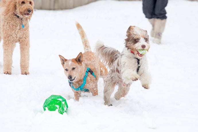 Staying Active with Your Dog in Winter: Tips for Cold Weather Fun