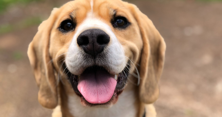 Happy Pup, Happy dog waiting for treats, Dog Wellness & Calming Chews
