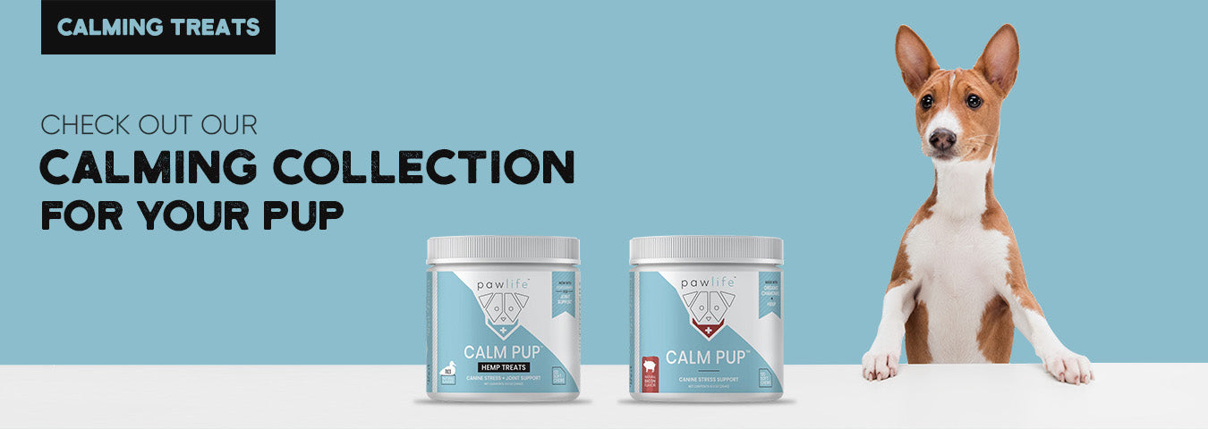 Promotional banner for Pawlife's calming supplements, featuring a light blue background. On the left, bold text reads “Check out our Calming Collection for your pup” under a “Calming Treats” label. In the center are two containers of Calm Pup supplements—one labeled “Hemp Treats” and the other for general canine stress support. On the right, a curious dog with upright ears (possibly a Basenji) stands on its hind legs with front paws resting on a white surface, looking forward.